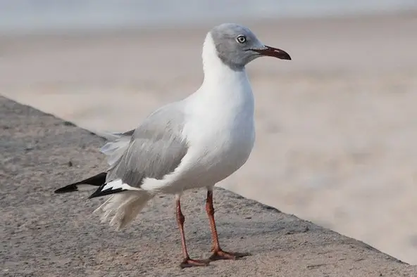Not your average seagull
